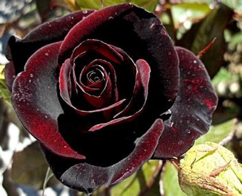Black magci roses near me